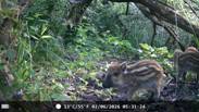 20260602_Wildkamera.jpg
