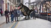 TRex_Naturkundemuseum.jpg